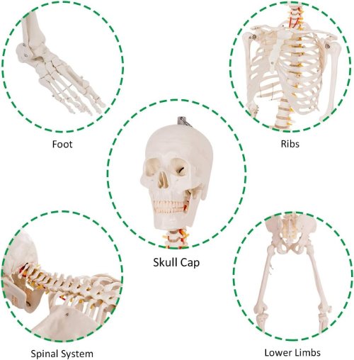 Giantex Life Size 70.8" Human Anatomy Skeleton Model W/Rolling Stand - C018 - Image 3