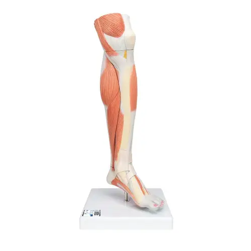 3B Scientific Lower Muscle Leg with Detachable Knee | 3-Part Life-Size Anatomical Model (M22) - Used